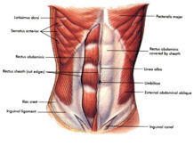 abdominal_muscles_1