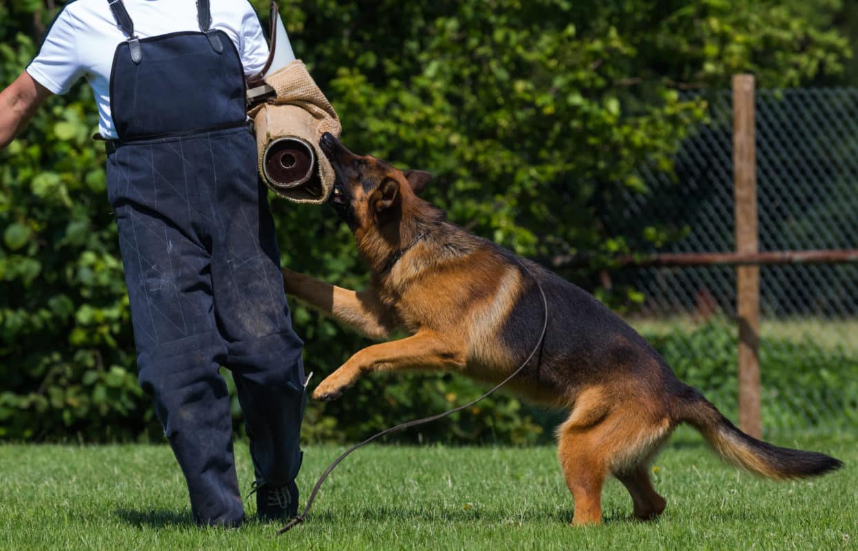 what qualifications do you need to be a dog handler in the police