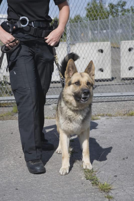 careers-become-a-police-dog-handler