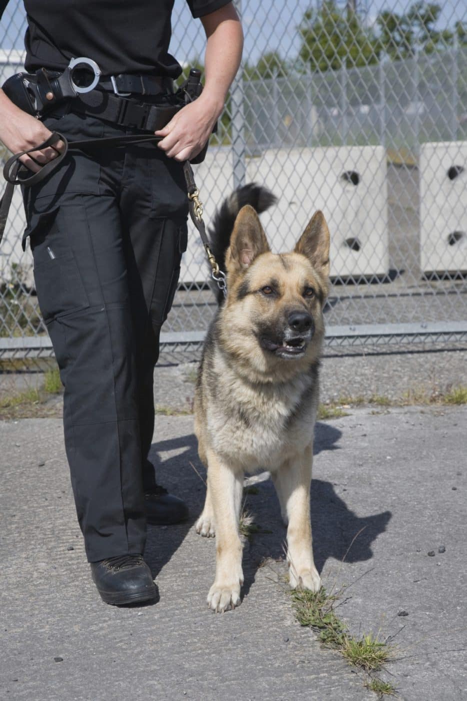 A Police Dog Handler 2021