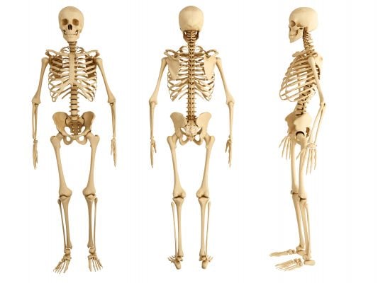 During your KS2 Biology revision, make sure you brush up on knowledge of the skeleton.