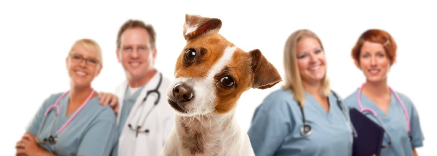 Top 30 Animal Care Worker Interview Questions and Answers by How2Become