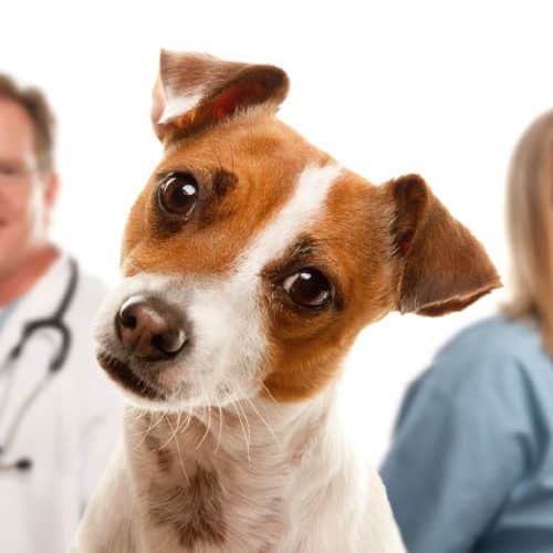 Top 30 Animal Care Worker Interview Questions and Answers by How2Become