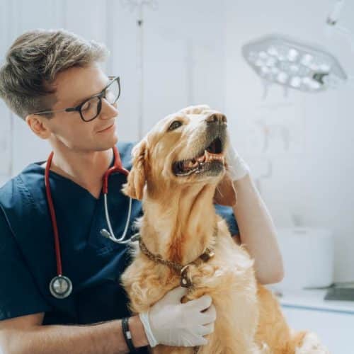 Top 30 Veterinarian Interview Questions and Answers by How2Become